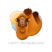 Camel Sticker by Valley Zoo Development Society