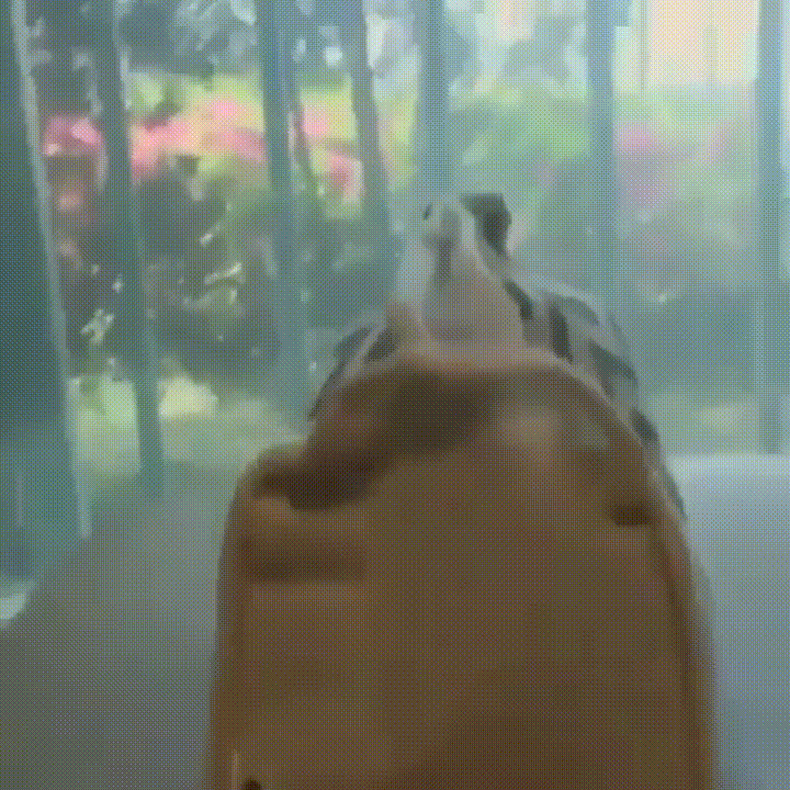 oh GIF