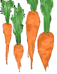 Garden Carrot Sticker