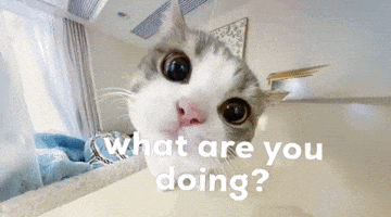 alurchopp what are you doing GIF