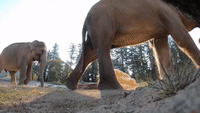 Oregon Zoo Elephant Family Crushes Giant Pumpkins