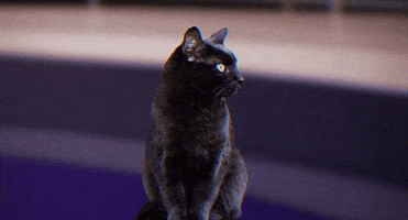 black cat GIF by Power Rangers