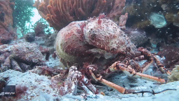 Giant Australian Spider Crab 'Rebirths' After Shedding Shell