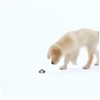 dog GIF by The Videobook