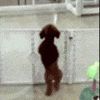 dog ap GIF by The Videobook