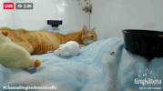 GIF by Mashable