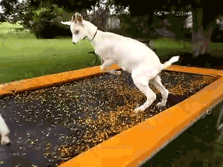 GIF by Random Goat