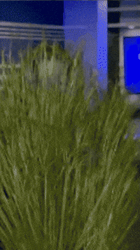 Super Bowl Grass GIF by Alex Li