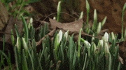 Sun Flowers GIF