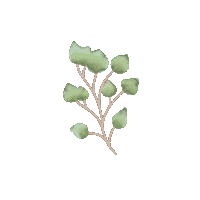 Eucalyptus Sticker