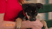 Dog Puppy GIF by Rachael Ray Show