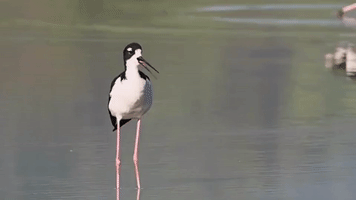 Hawaiian stilt, aeāo