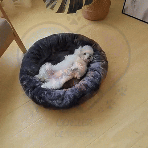 GIF chien FluffyNest