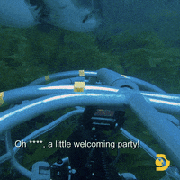 Shark Cage GIF by Shark Week