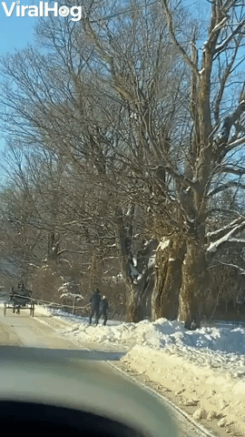 Horse Pulls Skiers Down the Street