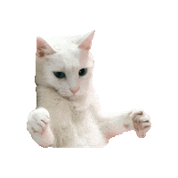 Cool Cat Sticker by Smitten Kitten