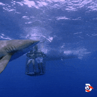 Jackass GIF by Shark Week