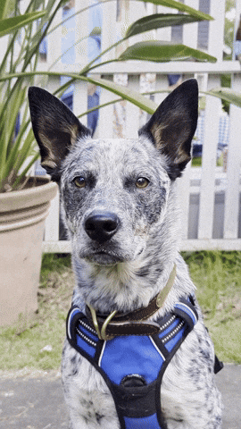 SundaySauceEdits giphyupload farrm dog blue creed meme GIF