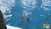 Water Swimming GIF by Brookfield Zoo