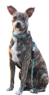 dog wow Sticker by Tales&Tails
