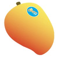 CalypsoMango perfection mango calypso calypso mango Sticker