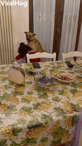 Girl Gives Dog a Ride on Toy Vespa