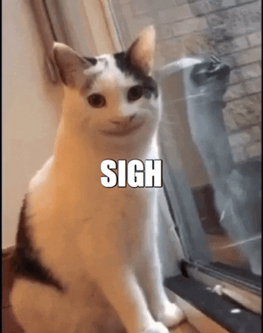 giphygifmaker cat meme GIF