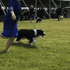Border Collie Dog GIF by Westminster Kennel Club