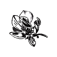 Flower Magnolia Sticker