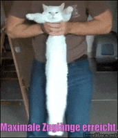 unsereoebb cat katze oebb weltkatzentag GIF