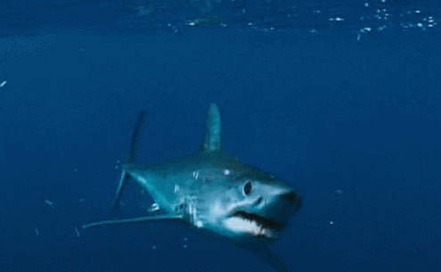 great white shark GIF
