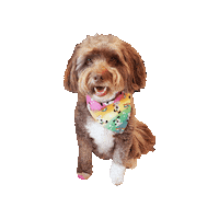 Dog Smile Sticker by Geekster Pets