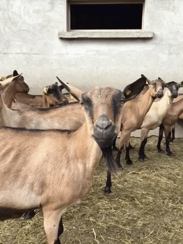 goat chÃÂ¨vre GIF