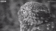 United Kingdom Hello GIF by BBC Earth