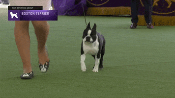 Boston Terrier Dogs GIF by Westminster Kennel Club