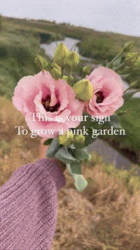 alisgarden pink flowers GIF