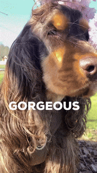 Love You Cute Dog GIF