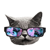 Cat Sunglasses Sticker by imoji