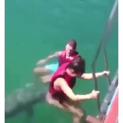 dolphin GIF