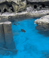 GIF by Brookfield Zoo