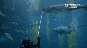 om nom eating GIF by Monterey Bay Aquarium