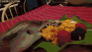 scarfing blue tongue skinks GIF by Cheezburger