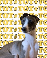iggyadelaide dog tongue boop tongue out Sticker