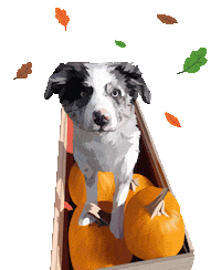 Rescue Fundraiser Sticker by Watertown Humane Society