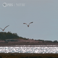 Flying Pbs Nature GIF by Nature on PBS