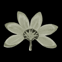 threadedbytatum nature flowers leaves botanical GIF