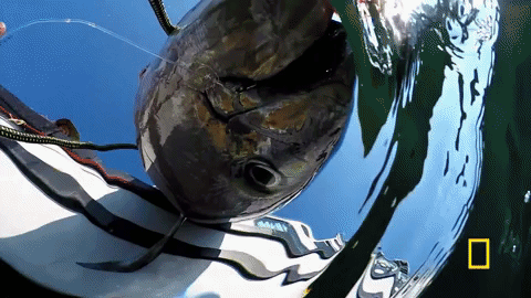 wicked tuna GIF by National Geographic Channel