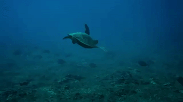 Surfing Hawaii GIF