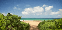 hawaii GIF