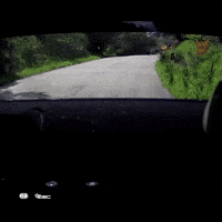 Racing Driving GIF by FIA European Rally Championship